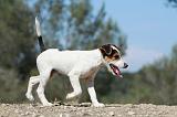 PARSON RUSSEL TERRIER 023